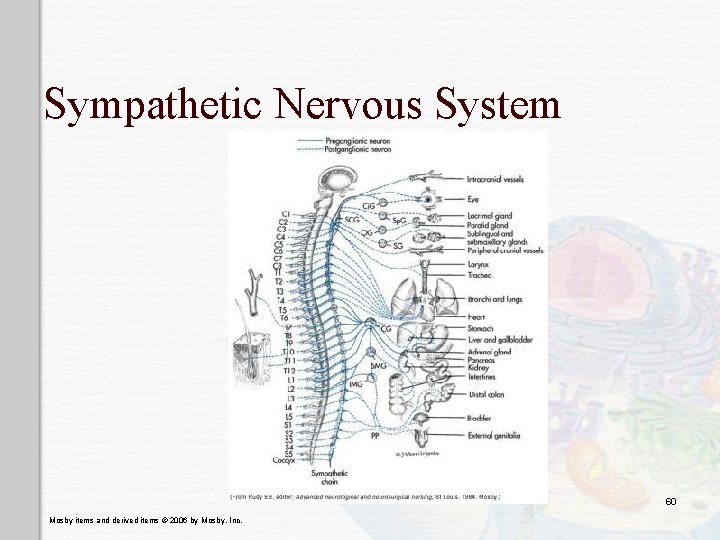 Sympathetic Nervous System 60 Mosby items and derived items © 2006 by Mosby, Inc.