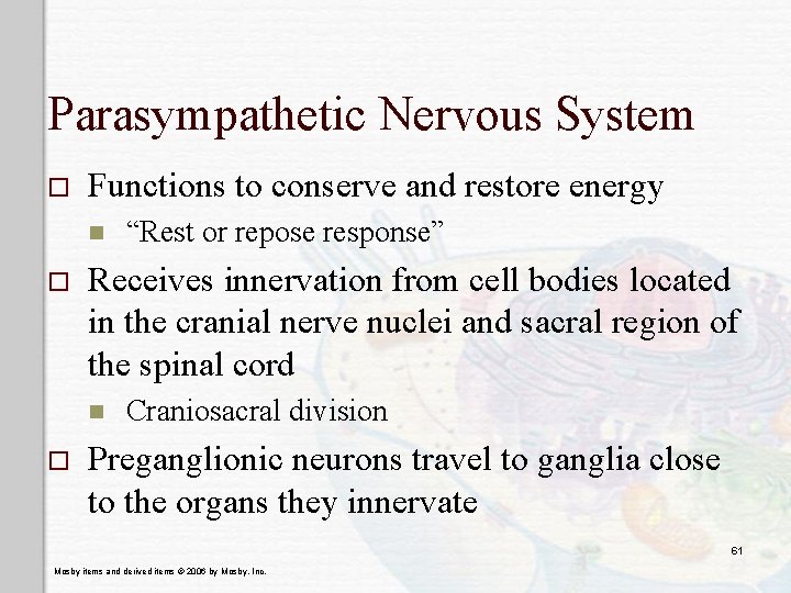 Parasympathetic Nervous System o Functions to conserve and restore energy n o Receives innervation