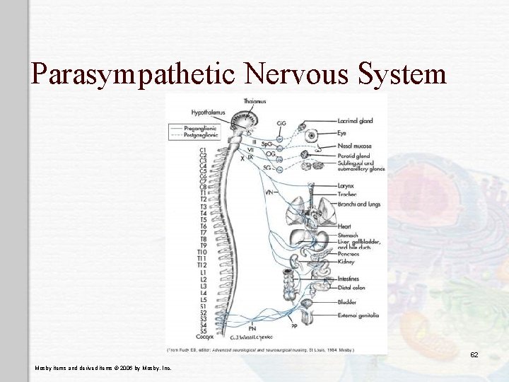 Parasympathetic Nervous System 62 Mosby items and derived items © 2006 by Mosby, Inc.