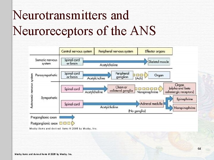 Neurotransmitters and Neuroreceptors of the ANS 64 Mosby items and derived items © 2006