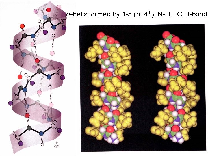  -helix formed by 1 -5 (n+4 th), N-H…O H-bond 