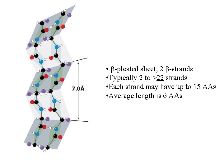  • -pleated sheet, 2 -strands • Typically 2 to >22 strands • Each