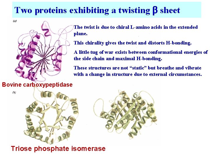 Two proteins exhibiting a twisting b sheet The twist is due to chiral L-amino