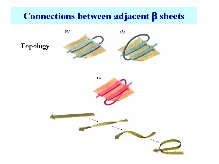 Connections between adjacent b sheets Topology 