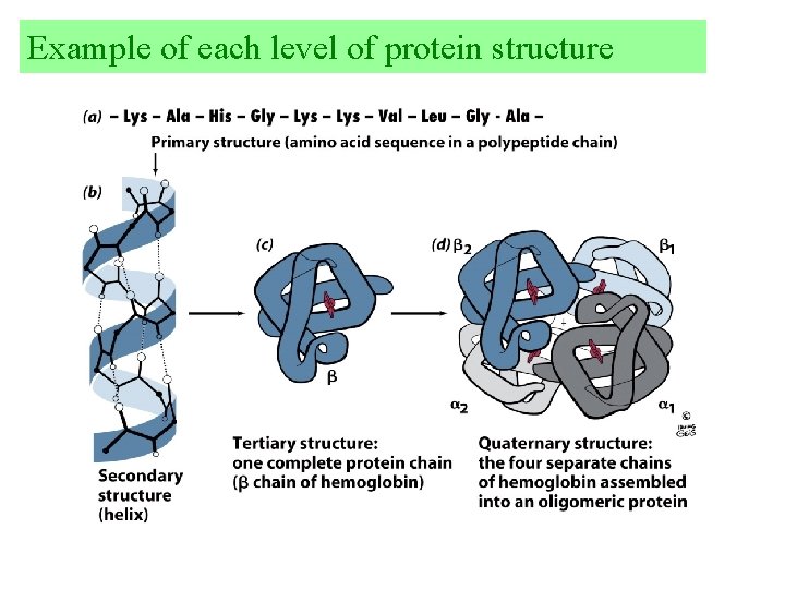 Example of each level of protein structure 