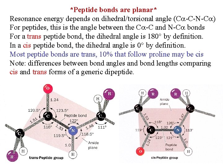 *Peptide bonds are planar* Resonance energy depends on dihedral/torsional angle (C -C-N-C ) For