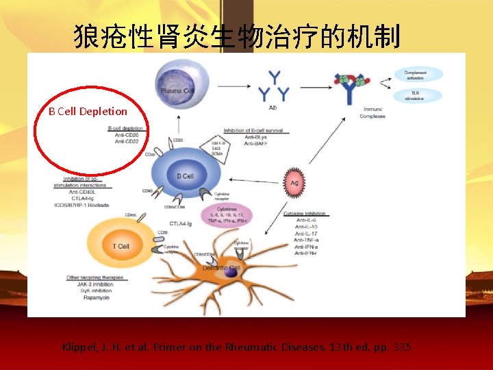 狼疮性肾炎生物治疗的机制 B Cell Depletion Klippel, J. H. et al. Primer on the Rheumatic Diseases.