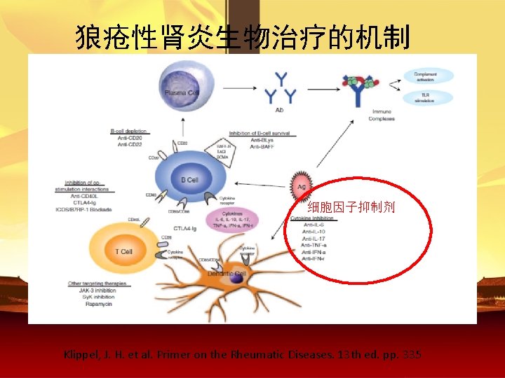 狼疮性肾炎生物治疗的机制 细胞因子抑制剂 Klippel, J. H. et al. Primer on the Rheumatic Diseases. 13 th