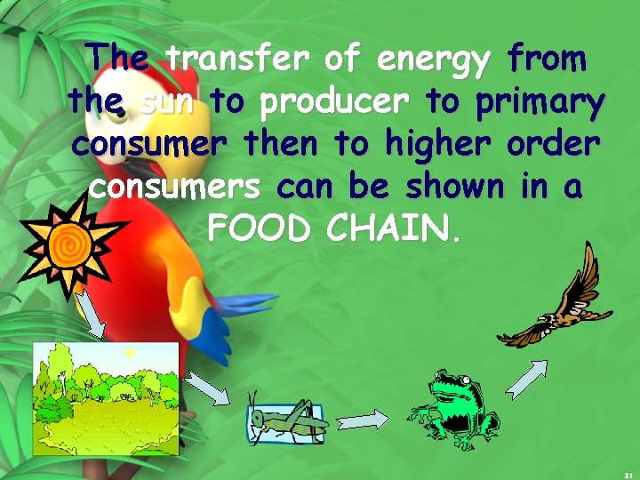 The transfer of energy from the sun to producer to primary consumer then to