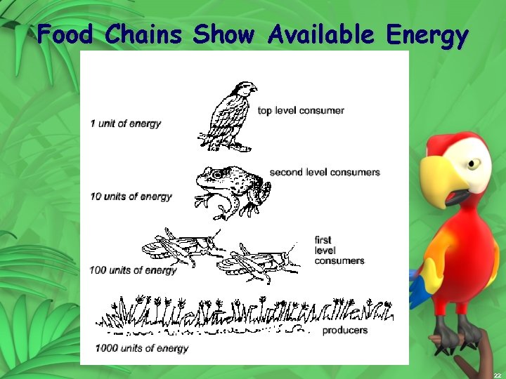 Food Chains Show Available Energy 22 