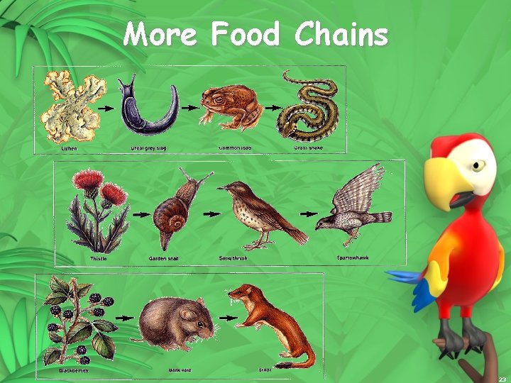 More Food Chains 23 