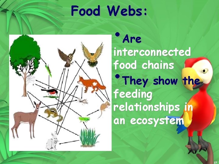 Food Webs: • Are interconnected food chains They show the feeding relationships in an