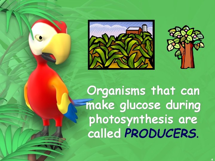 Organisms that can make glucose during photosynthesis are called PRODUCERS. 4 