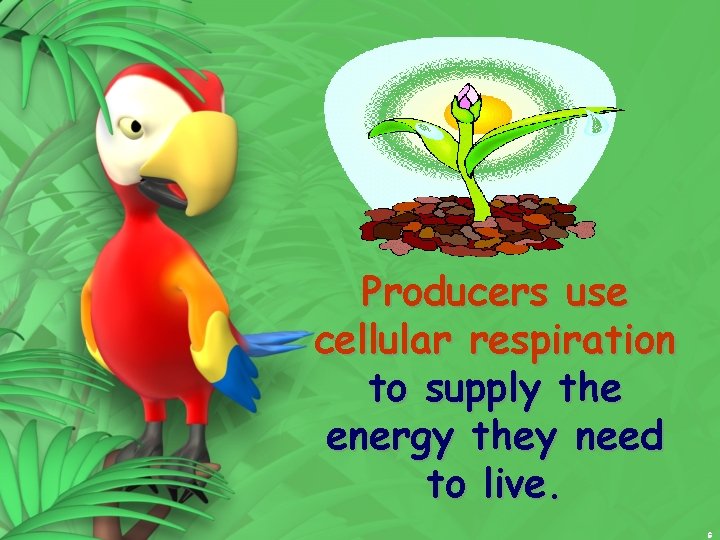 Producers use cellular respiration to supply the energy they need to live. 6 