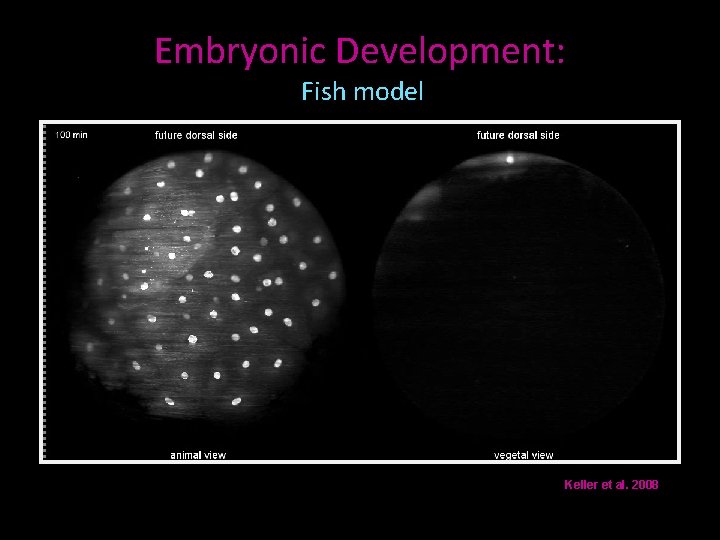 Embryonic Development: Fish model Keller et al. 2008 