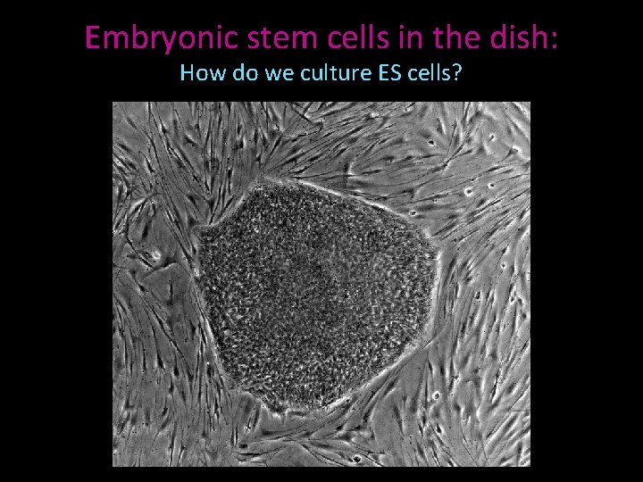 Embryonic stem cells in the dish: How do we culture ES cells? 