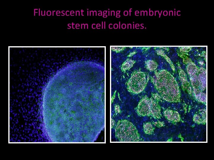 Fluorescent imaging of embryonic stem cell colonies. 