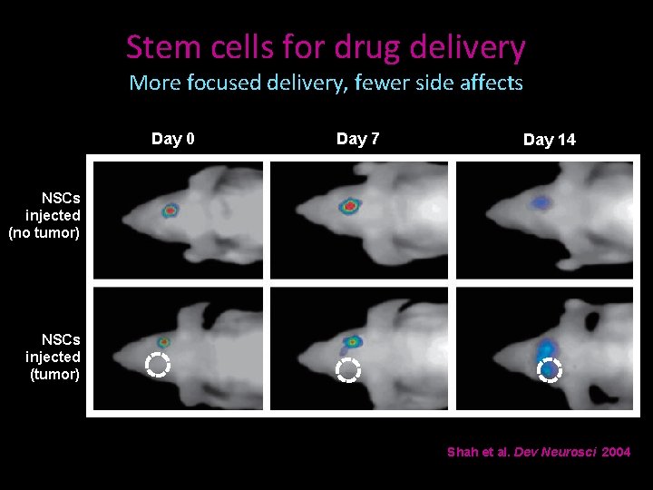 Stem cells for drug delivery More focused delivery, fewer side affects Day 0 Day