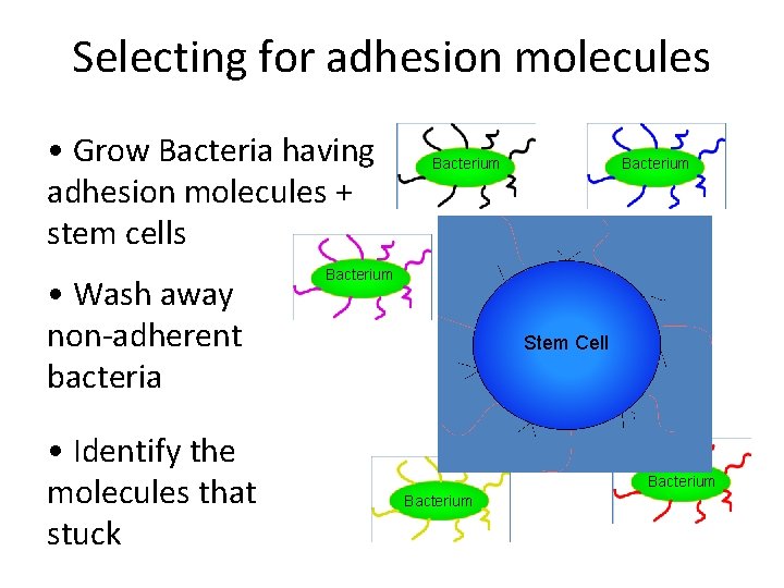 Selecting for adhesion molecules • Grow Bacteria having adhesion molecules + stem cells •