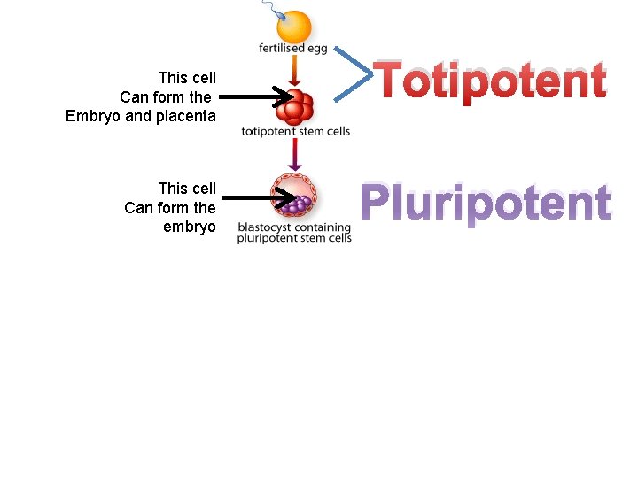 This cell Can form the Embryo and placenta This cell Can form the embryo