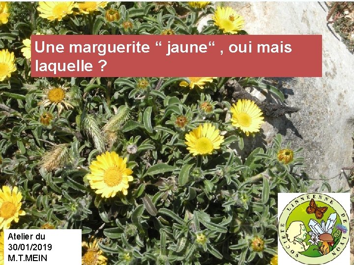 Une marguerite “ jaune“ , oui mais laquelle ? Atelier du 30/01/2019 M. T.