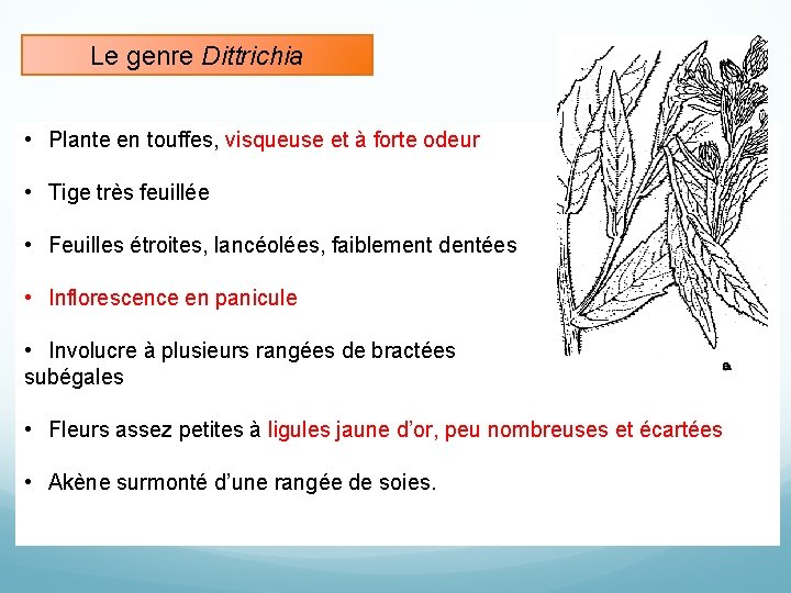 Le genre Dittrichia • Plante en touffes, visqueuse et à forte odeur • Tige