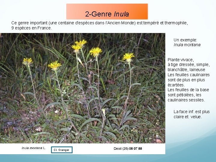 2 -Genre Inula Ce genre important (une centaine d’espèces dans l’Ancien Monde) est tempéré