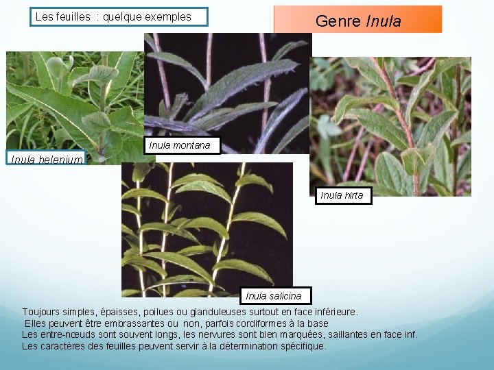 Les feuilles : quelque exemples Genre Inula montana Inula helenium Inula hirta Inula salicina