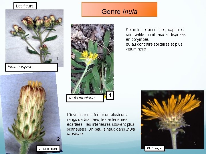 Les fleurs Genre Inula Selon les espèces, les capitules sont petits, nombreux et disposés