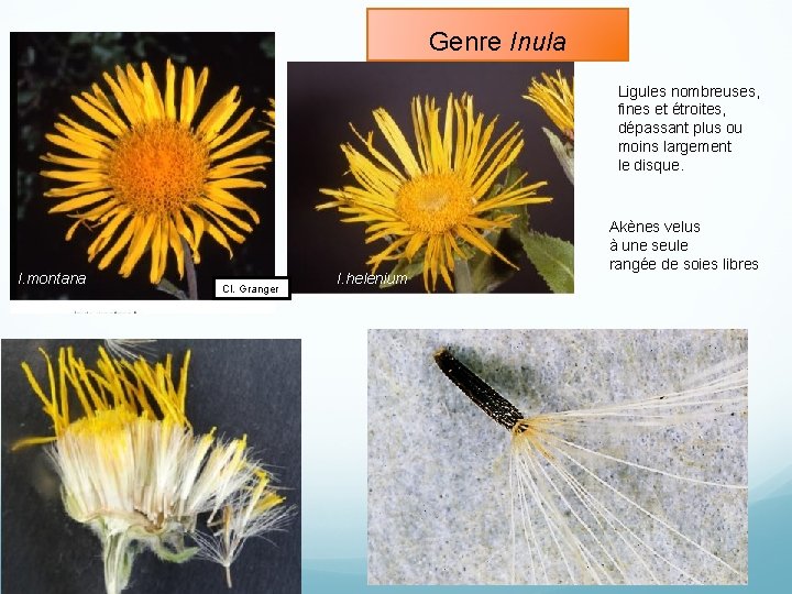 Genre Inula Ligules nombreuses, fines et étroites, dépassant plus ou moins largement le disque.