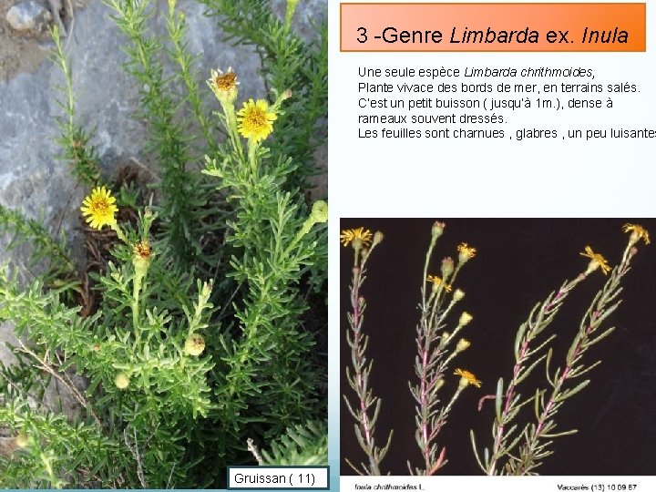 3 -Genre Limbarda ex. Inula Une seule espèce Limbarda chrithmoides, Plante vivace des bords