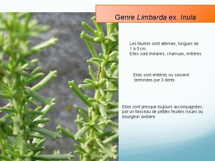 Genre Limbarda ex. Inula Les feuilles sont alternes, longues de 1 à 5 cm.