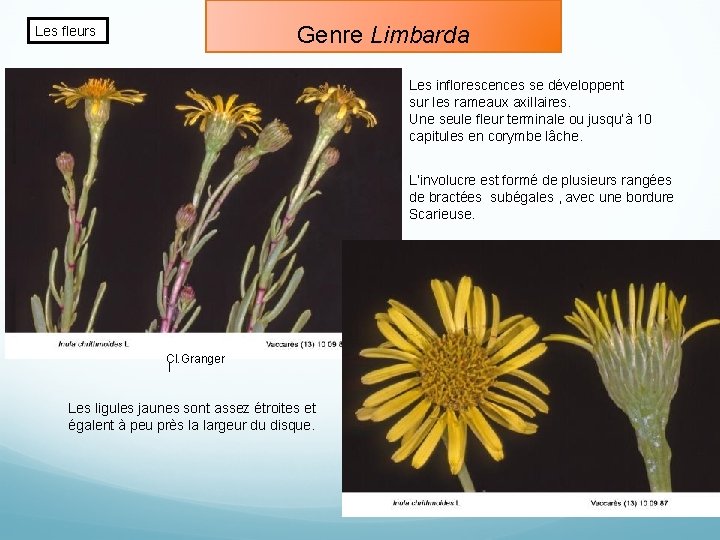 Genre Limbarda Les fleurs Les inflorescences se développent sur les rameaux axillaires. Une seule