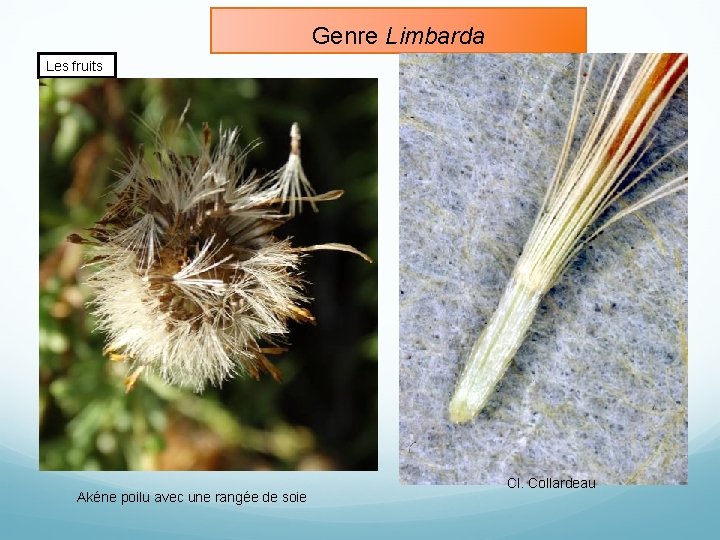 Genre Limbarda Les fruits Akéne poilu avec une rangée de soie Cl. Collardeau 