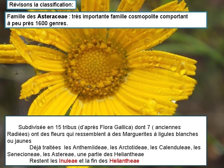 Révisons la classification: Famille des Asteraceae : très importante famille cosmopolite comportant à peu