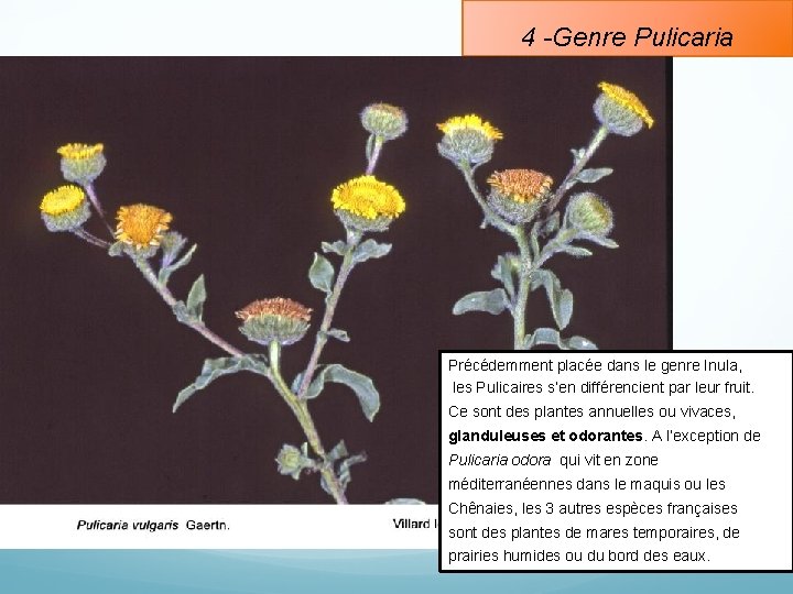 4 -Genre Pulicaria Précédemment placée dans le genre Inula, les Pulicaires s’en différencient par
