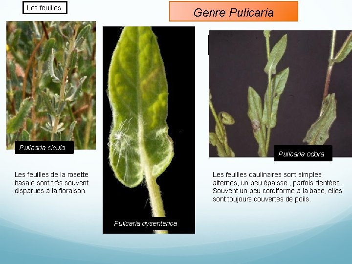 Les feuilles Genre Pulicaria odora Pulicaria sicula Pulicaria odora Les feuilles de la rosette