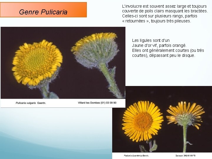 Genre Pulicaria L’involucre est souvent assez large et toujours couverte de poils clairs masquant