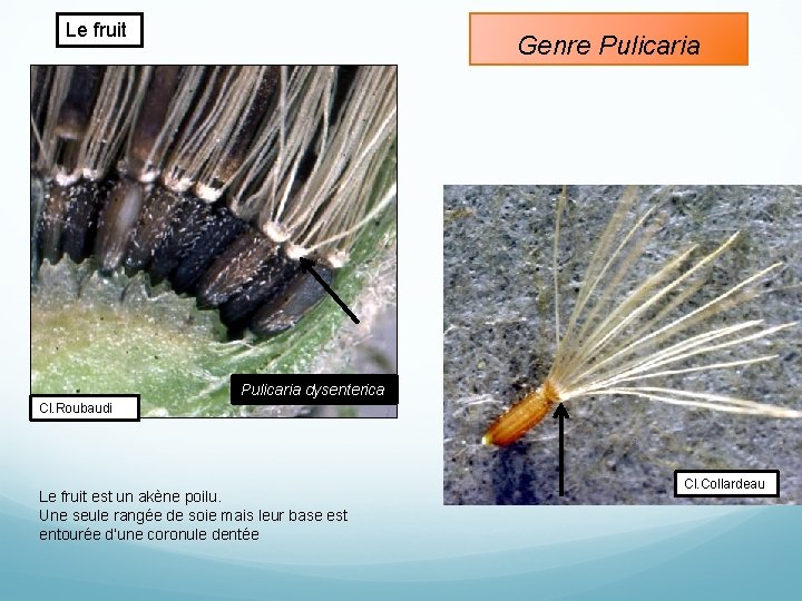 Le fruit Genre Pulicaria dysenterica Cl. Roubaudi Le fruit est un akène poilu. Une