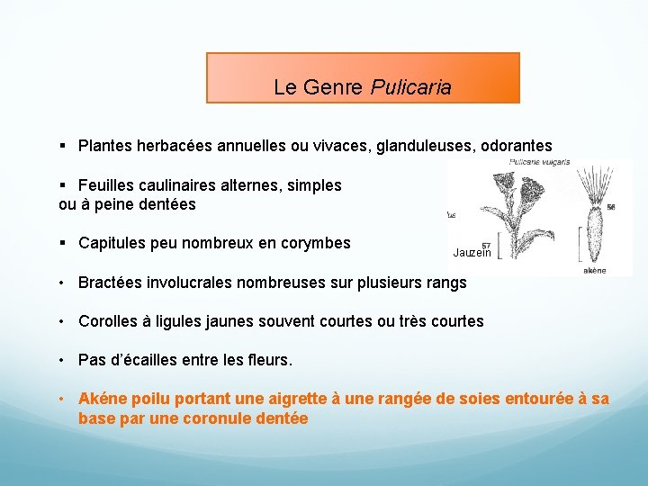 Le Genre Pulicaria § Plantes herbacées annuelles ou vivaces, glanduleuses, odorantes § Feuilles caulinaires