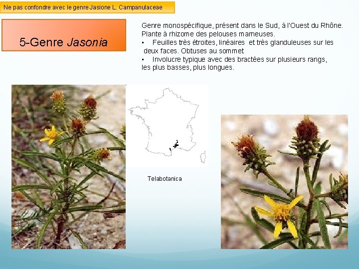 Ne pas confondre avec le genre Jasione L. Campanulaceae 5 -Genre Jasonia Genre monospécifique,