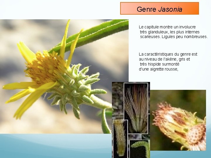 Genre Jasonia Le capitule montre un involucre très glanduleux, les plus internes scarieuses. Ligules