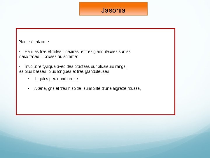 Jasonia Plante à rhizome • Feuilles très étroites, linéaires et très glanduleuses sur les