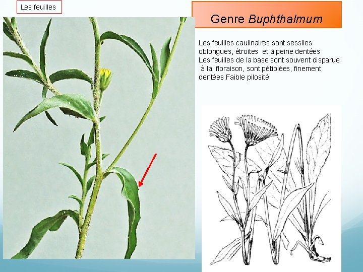Les feuilles Genre Buphthalmum Les feuilles caulinaires sont sessiles oblongues, étroites et à peine