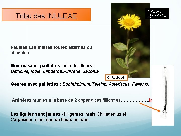 Pulicaria dysenterica Tribu des INULEAE Feuilles caulinaires toutes alternes ou absentes Genres sans paillettes