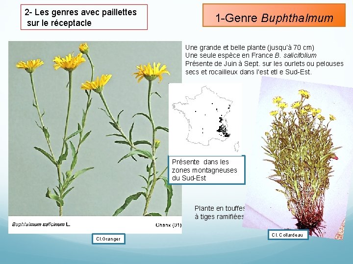 2 - Les genres avec paillettes sur le réceptacle 1 -Genre Buphthalmum Une grande