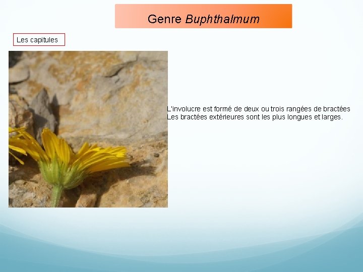 Genre Buphthalmum Les capitules L’involucre est formé de deux ou trois rangées de bractées