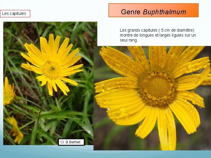 Genre Buphthalmum Les capitules Les grands capitules ( 5 cm de diamètre) montre de