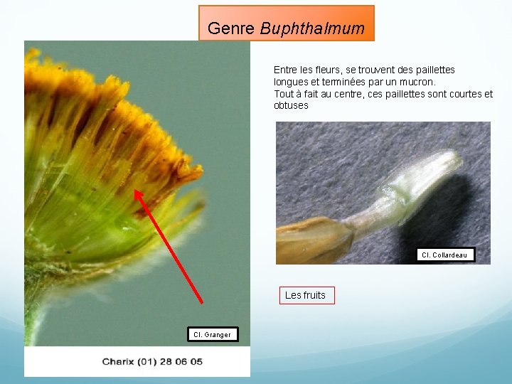 Genre Buphthalmum Entre les fleurs, se trouvent des paillettes longues et terminées par un