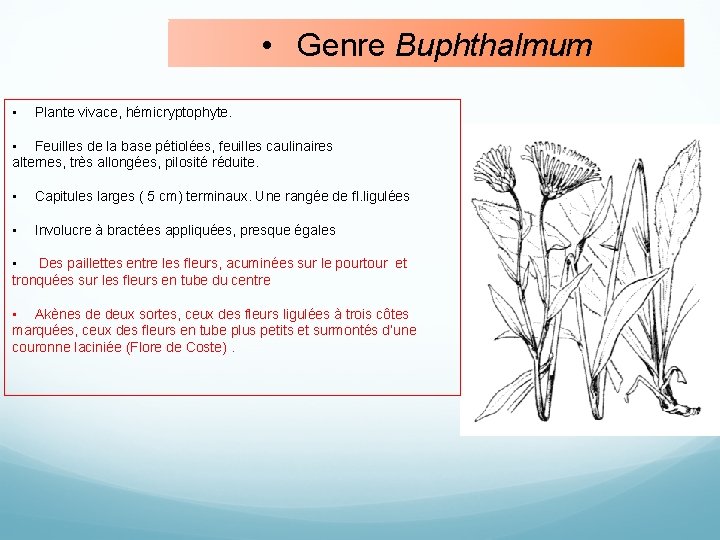  • Genre Buphthalmum • Plante vivace, hémicryptophyte. • Feuilles de la base pétiolées,